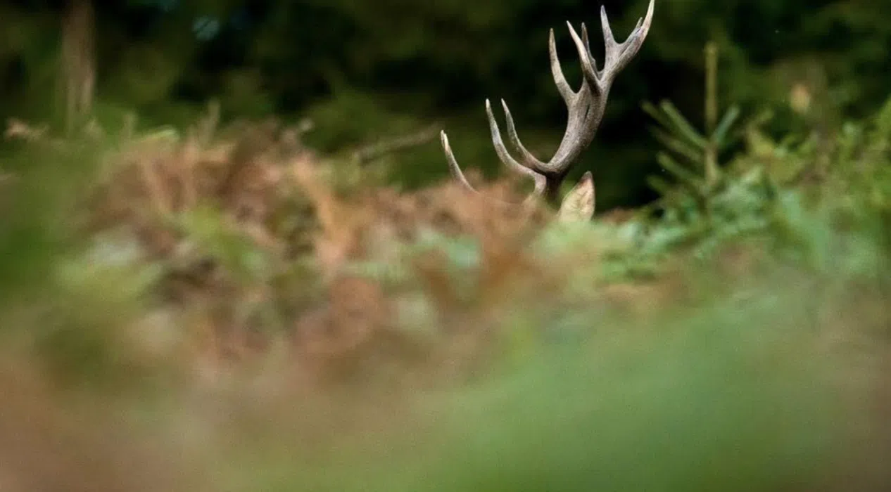 Admirez le Brame du Cerf au Crépuscule aux Grottes du Han !