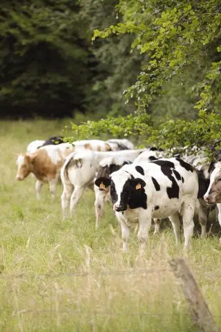 596821052_1204016451931813_4018731606642412123_n