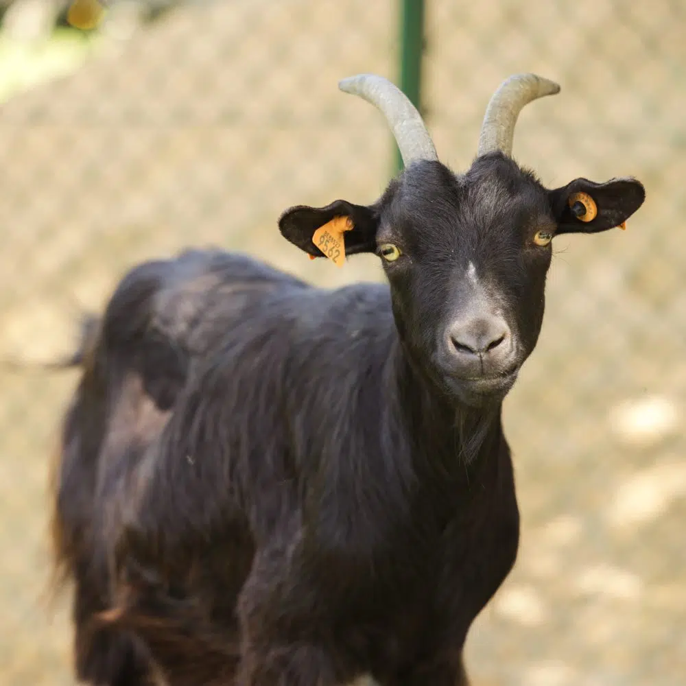 ferme-animaux-chevre