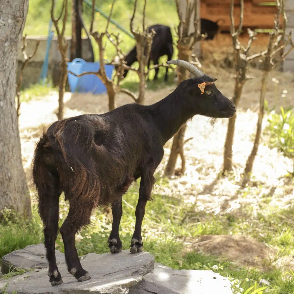Ferme des animaux du Camping Le Florenville – chèvre dans l'enclos