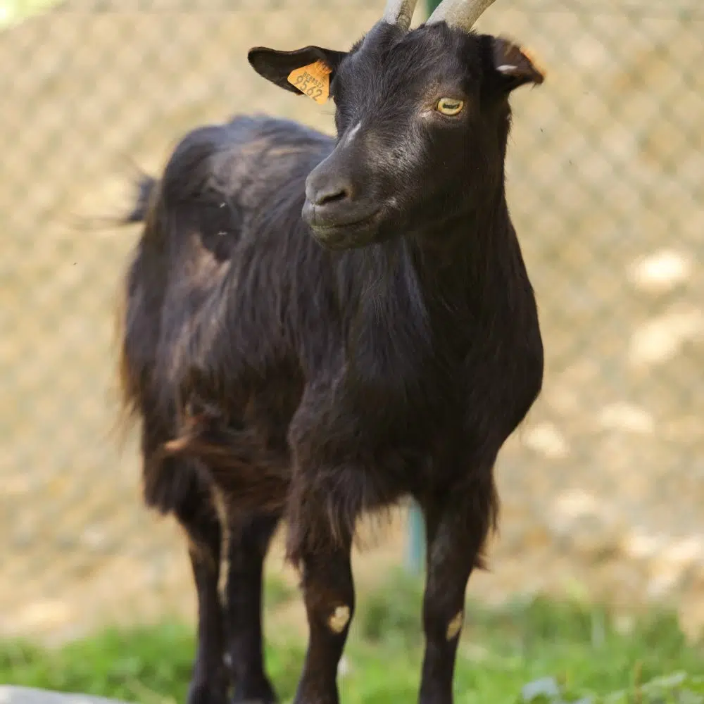 ferme-animaux-chevre-rocher