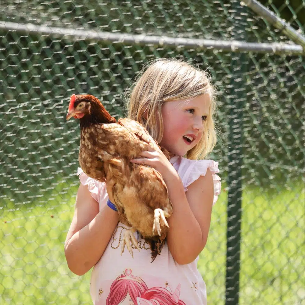 ferme-animaux-enfant-poule