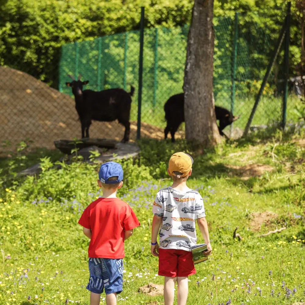 ferme-animaux-enfants-chevres