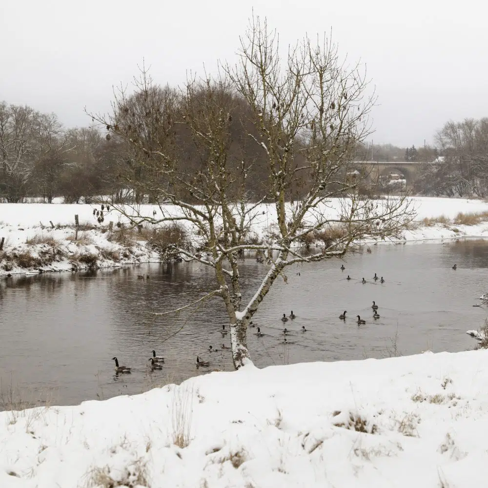 hiver-neige-canards-semois-camping-florenville